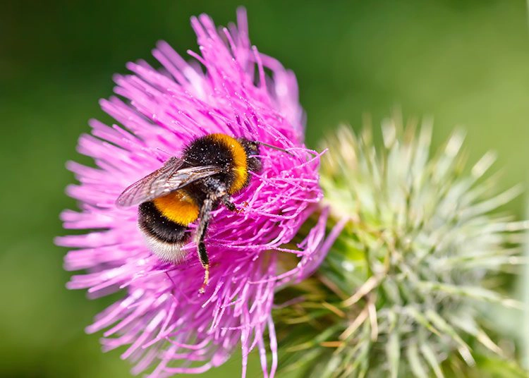 bumble bee getting pollen from a flower