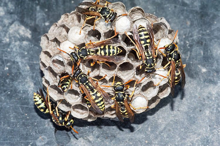 wasps crawling on their nest