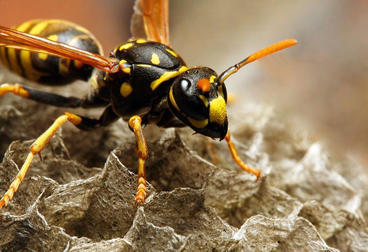 yellow jacket on nest