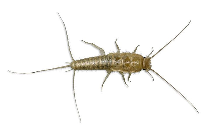 silverfish on white background