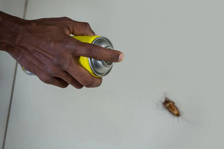 hand holding a can of bug killer spraying a dead cockroach