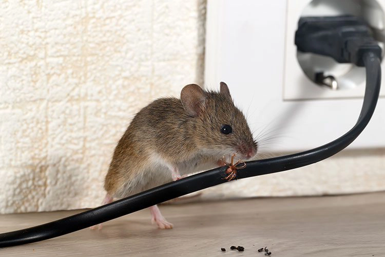 mouse chewing on an electrical wire