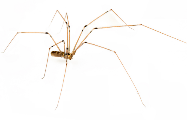 Are Daddy Long Legs the Most Poisonous Spider in the World?