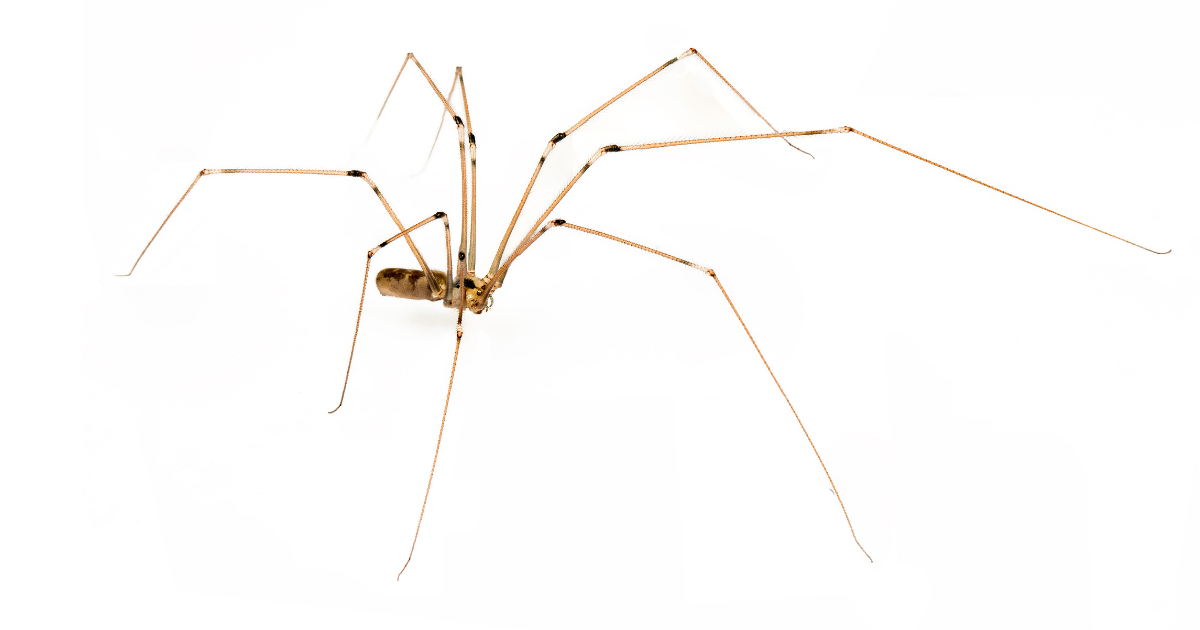 Are Daddy Long Legs the Most Poisonous Spider in the World?