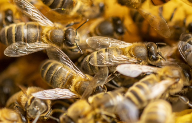 Why Are Bees More Aggressive in the Fall?