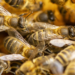 Why Are Bees More Aggressive in the Fall - large population of bees