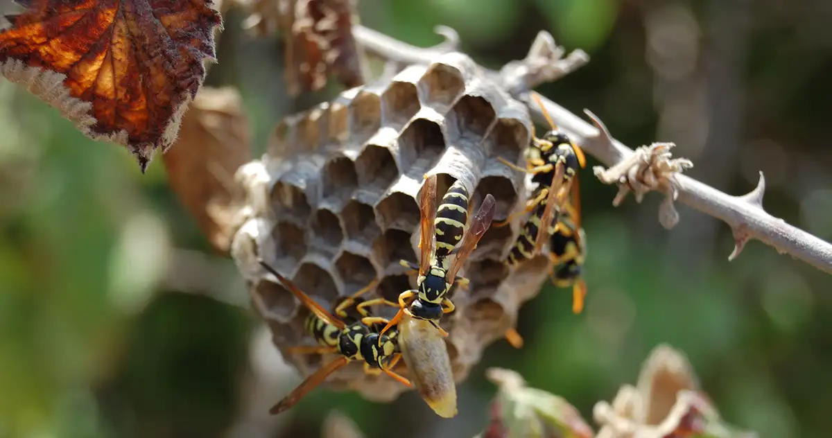 Why Are Wasps, Hornets, and Bees More Aggressive in the Fall?