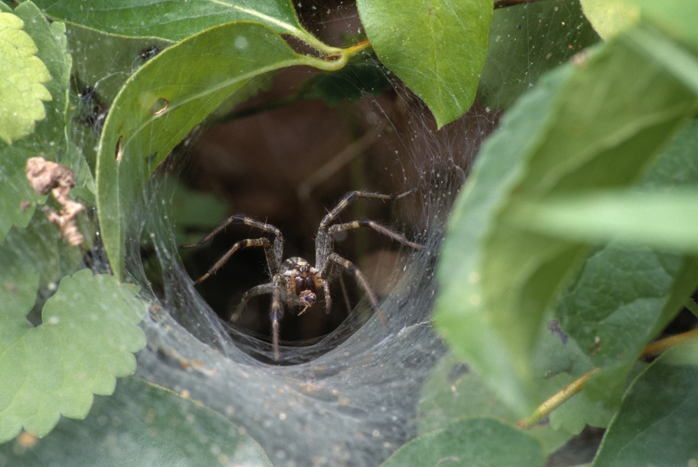 Most Common Types of Spiders in Western Washington