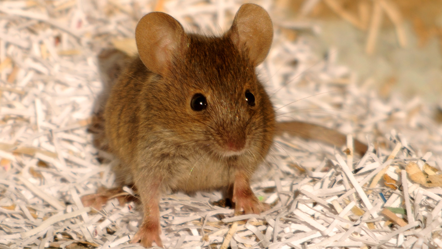 What Causes a Rodent Infestation?