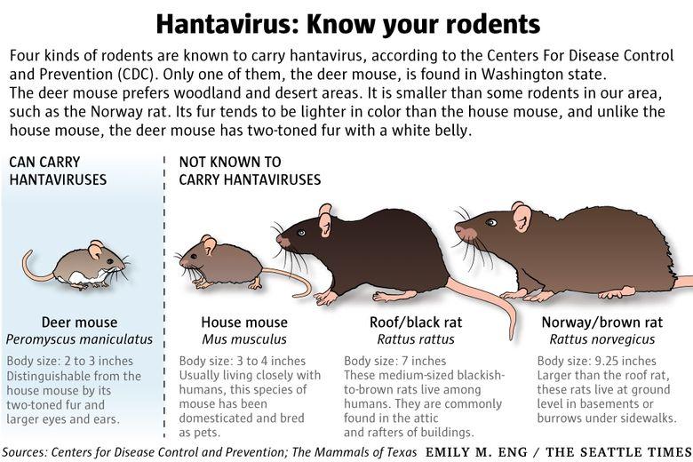 Mice can make you sick with hantavirus