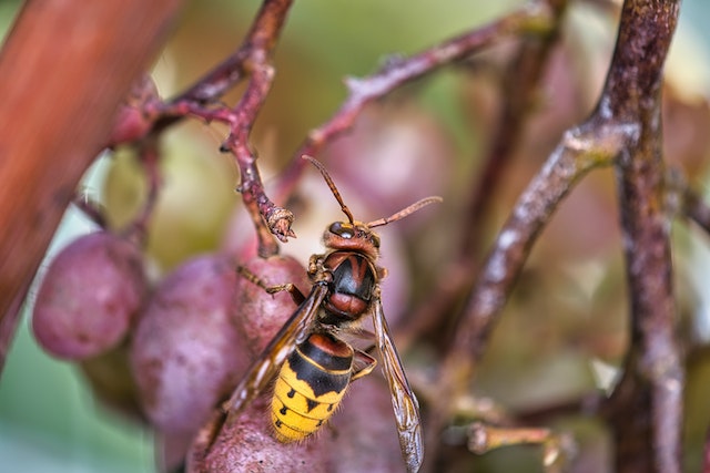 Hornet Coloration