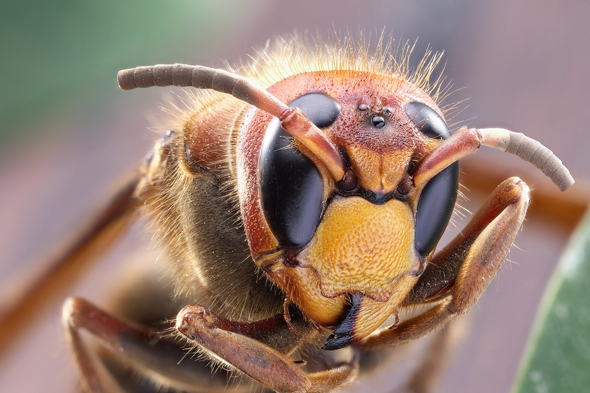 What’s the Difference Between Yellow Jackets and Hornets?