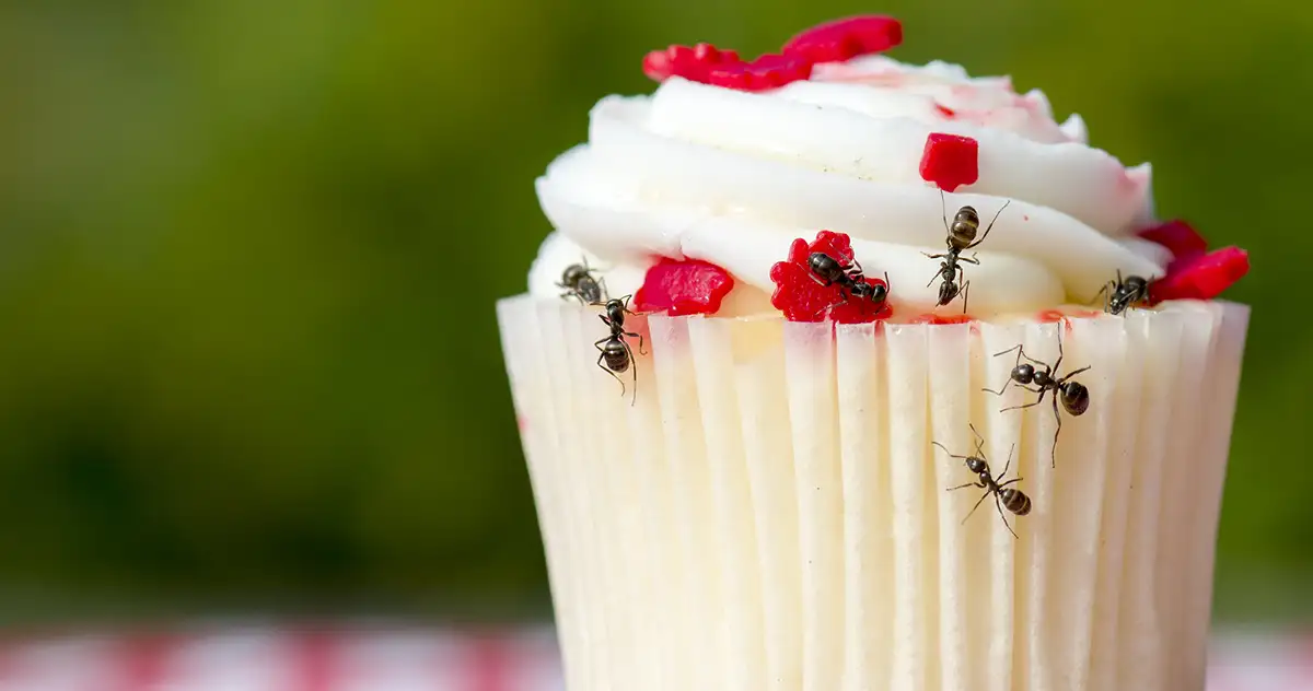 Ant Infestations: When is it Time to Call a Professional?