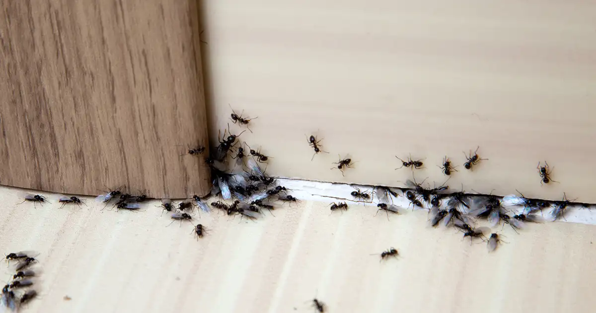 How to Identify Different Ants in Washington State