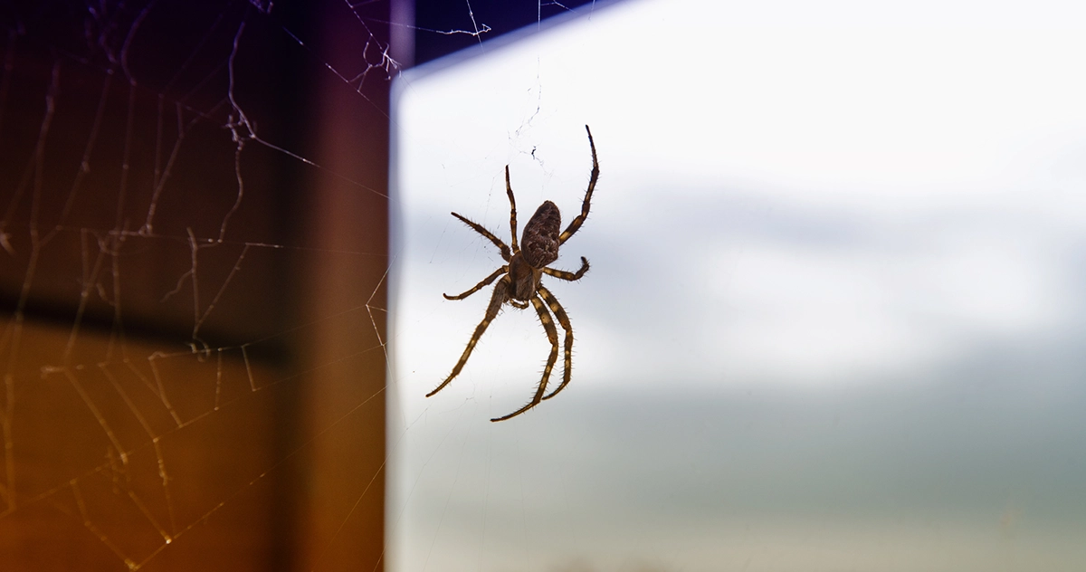 The Most Dangerous Spiders in the PNW