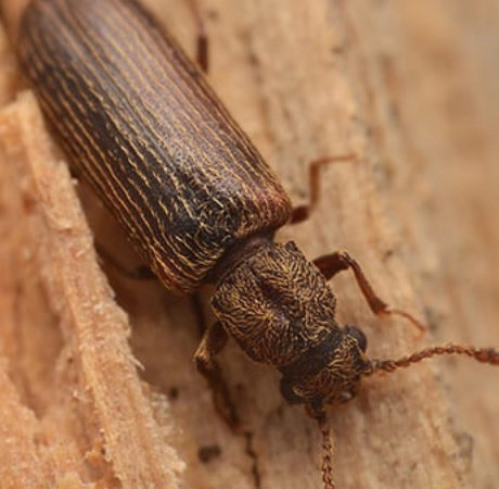 3 Beetles You May Find in Your Washington Home - powder post beetle