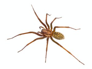 Giant House Spider