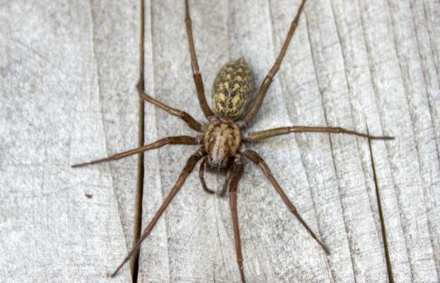 What is That Giant Spider in my House? Everything You Need to Know About Giant House Spiders
