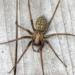 A large brown spider with two hairy pincers sits on top of a light gray wood floor. The Giant House Spider's legs are hairy and it has a yellowish and black splotchy pattern on the abdomen and a light brown pattern on the head.