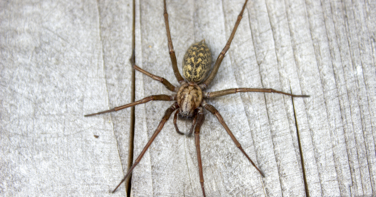 What is That Giant Spider in my House? Everything You Need to Know About Giant House Spiders