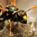 7 Signs of a Wasp Infestation - close up of a wasp on the nest