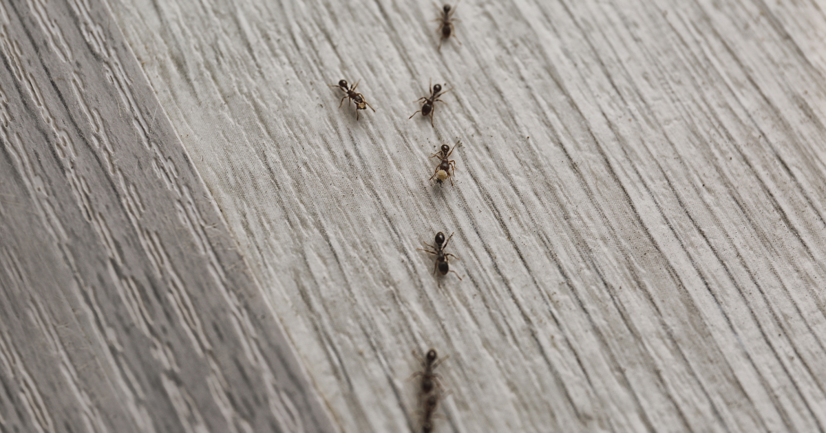 Why Do Ants Invade Homes? line of black ants on wood floor inside home