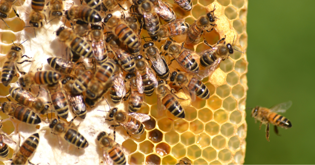 What to Do if You Find a Beehive - closeup of worker bees on honeycomb