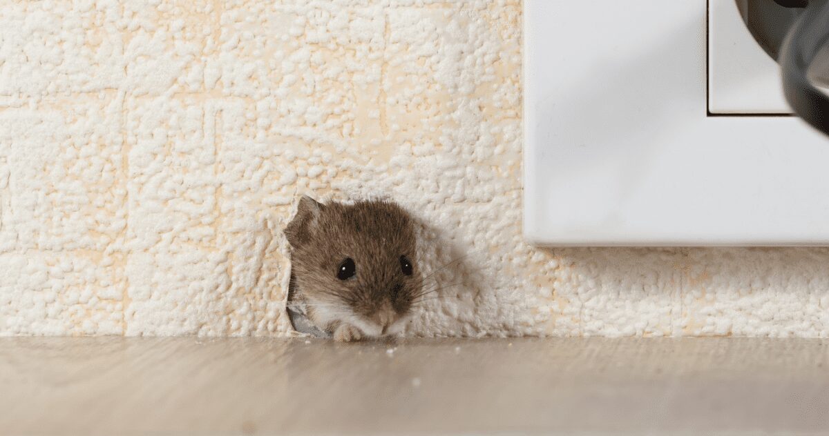 Will a Rat Trap Work on Mice?
